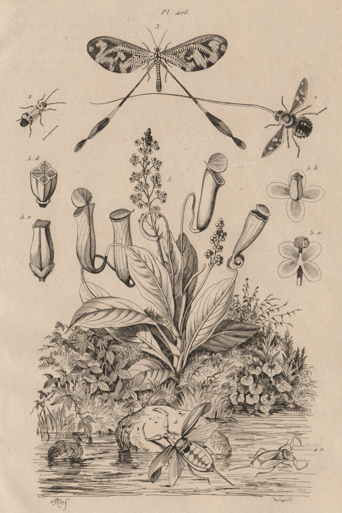 Tangle-veined fly. Spoonwing. Water scorpion. Tropical pitcher plant 1834